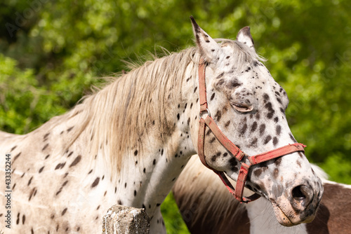 The spotted horse closed its eyes. Dalmatian horse head close-up.
