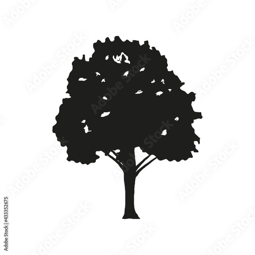 silhouette tree frond