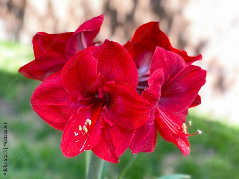 Jumbo Amaryllis Red Lion