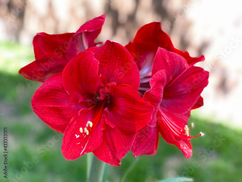 Obraz na płótnie Jumbo Amaryllis Red Lion w salonie