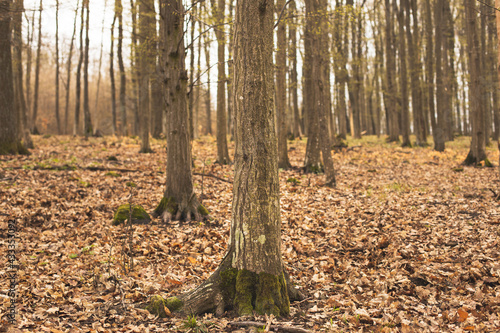 Trees in deciduous forest during spring season.High quality photo.