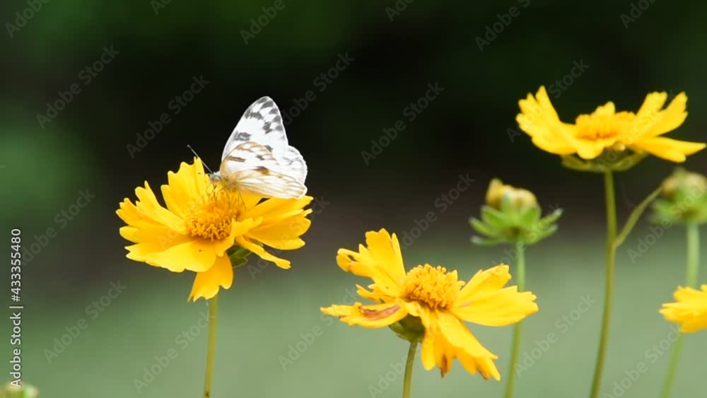 White and brown butterfly in yellow flowers in the breeze 2 of 2 White and brown butterfly in yellow flowers in the breeze 2 of 2