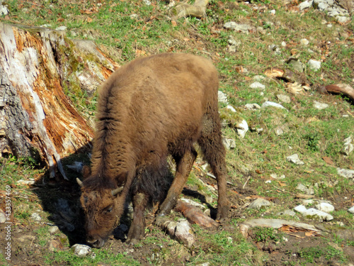 The American bison (Bos bison bison), American Buffalo, der Amerikanische Bison oder Büffel (Bueffel) or les Bisons in the Zoo Juraparc Vallorbe - Canton of Vaud, Switzerland (Kanton Waadt, Schweiz) photo