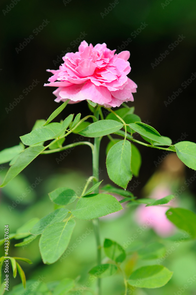 An Attractive Pink Rose An Attractive Pink Rose