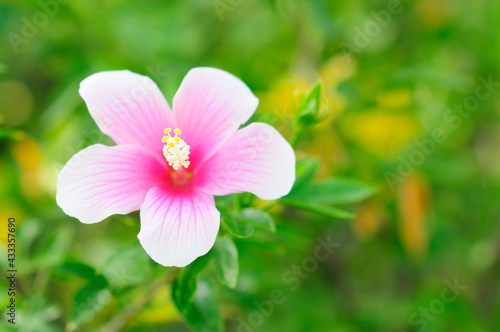 A Beautiful Pink Hibiscus