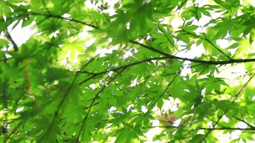新緑 森林 木漏れ日 さわやかな風景 青もみじ 新緑 森林 木漏れ日 さわやかな風景 青もみじ