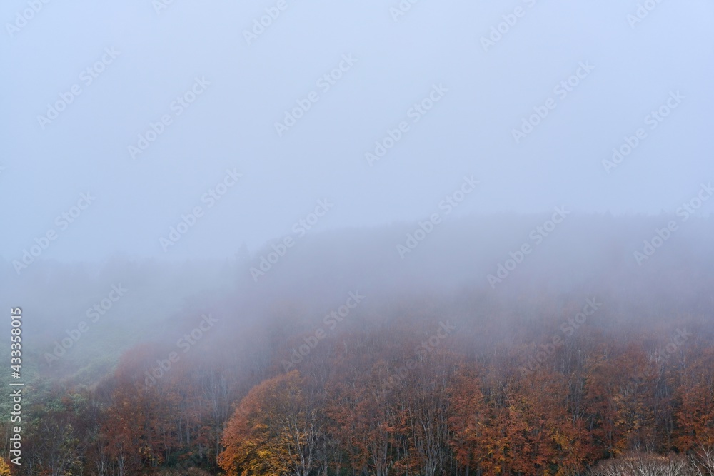 濃い霧に包まれた地獄沼付近の紅葉情景＠酸ヶ湯、青森