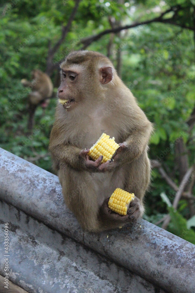custom made wallpaper toronto digitalWild macaques monkeys beside the street are eating coin.