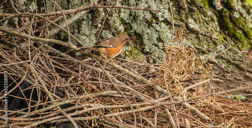 Towhee with a worm for her young one