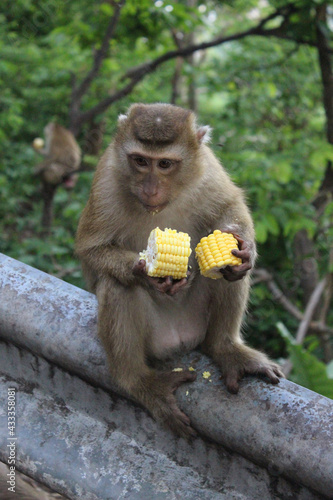 Wallpaper Mural Wild macaques monkeys beside the street are eating coin.  Torontodigital.ca