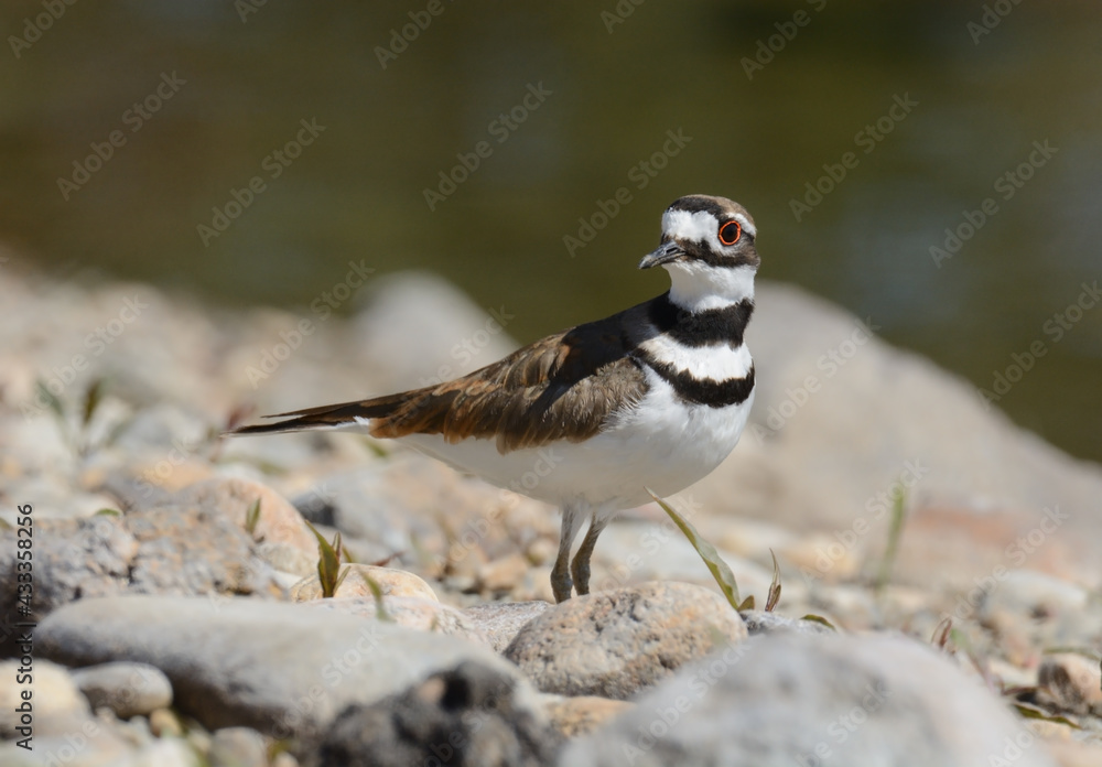 Killdeer bird or Charadrius vociferus standing on rocky lake shore Killdeer bird or Charadrius vociferus standing on rocky lake shore
