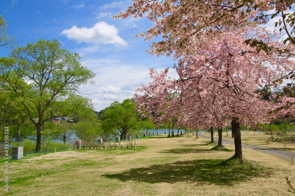 Naklejka premium 白川湖の八重桜（山形県・飯豊町）
