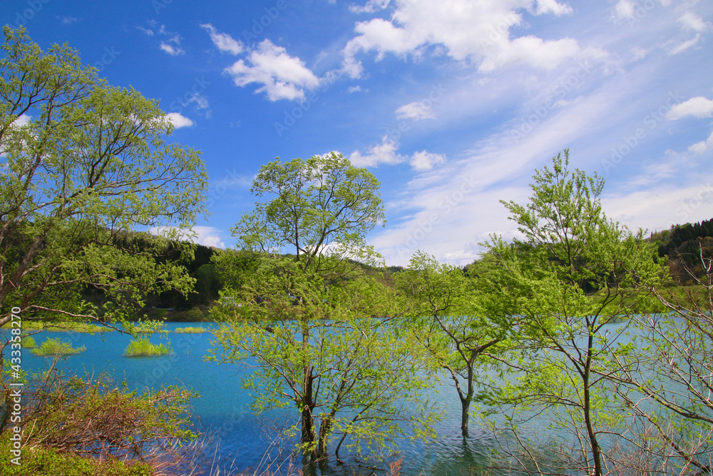 白川湖の水没林（山形県・飯豊町）