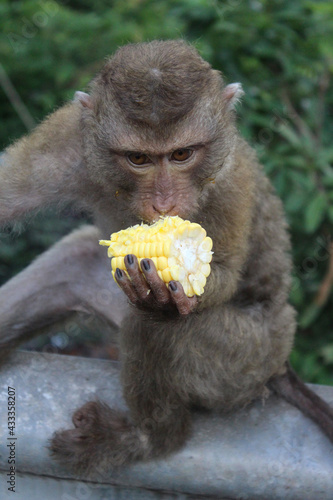 Wallpaper Mural Wild macaques monkeys beside the street are eating coin.  Torontodigital.ca