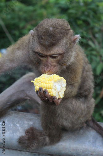 Wallpaper Mural Wild macaques monkeys beside the street are eating coin.  Torontodigital.ca