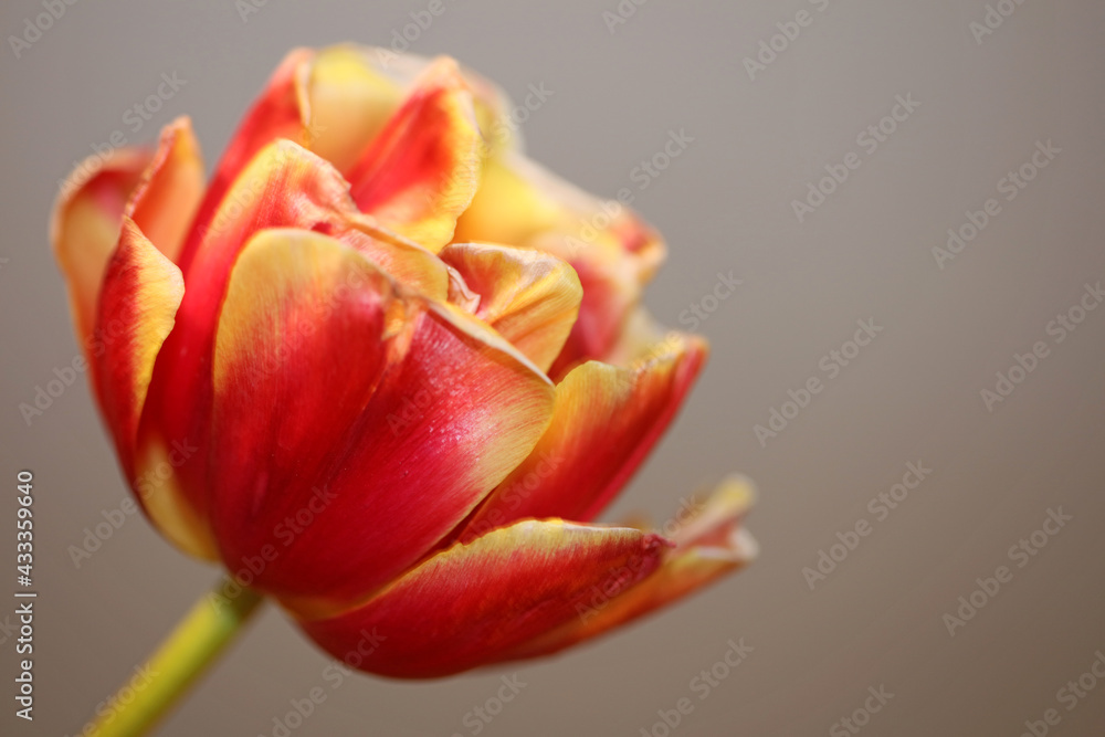 Fototapeta premium Tulip flower blossom close up family liliaceae modern botanical background high quality big size print