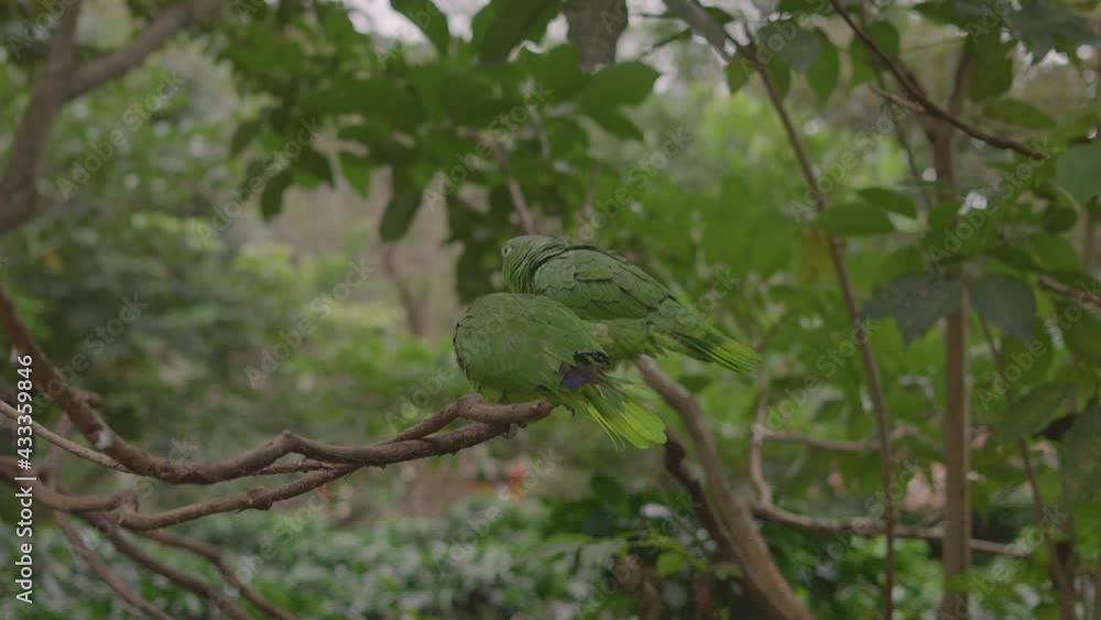 yellow-headed royal parrot on the tree with couple yellow-headed royal parrot on the tree with couple
