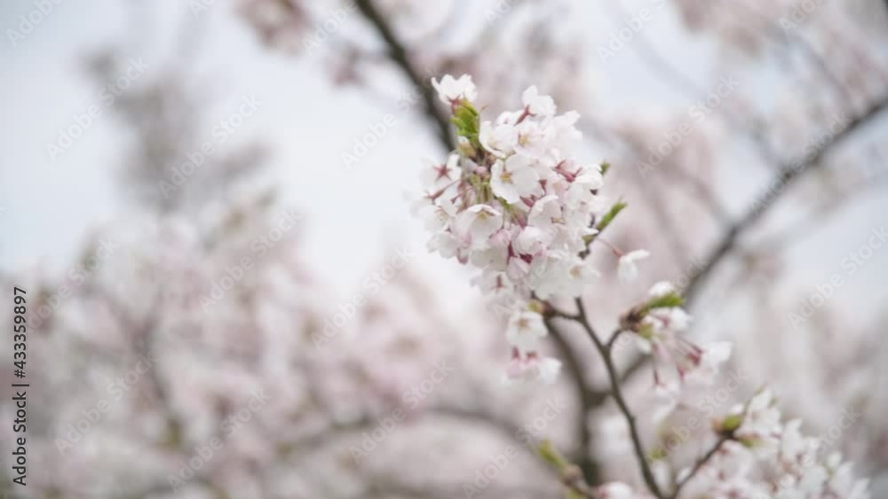 Isolated Japanese Cherry Tree Sakura Branch with Pink Petals Waving in Wind