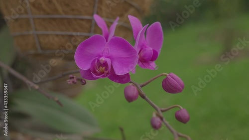 Guarianthe skinneri Orchidaceae flower purple guaria photo
