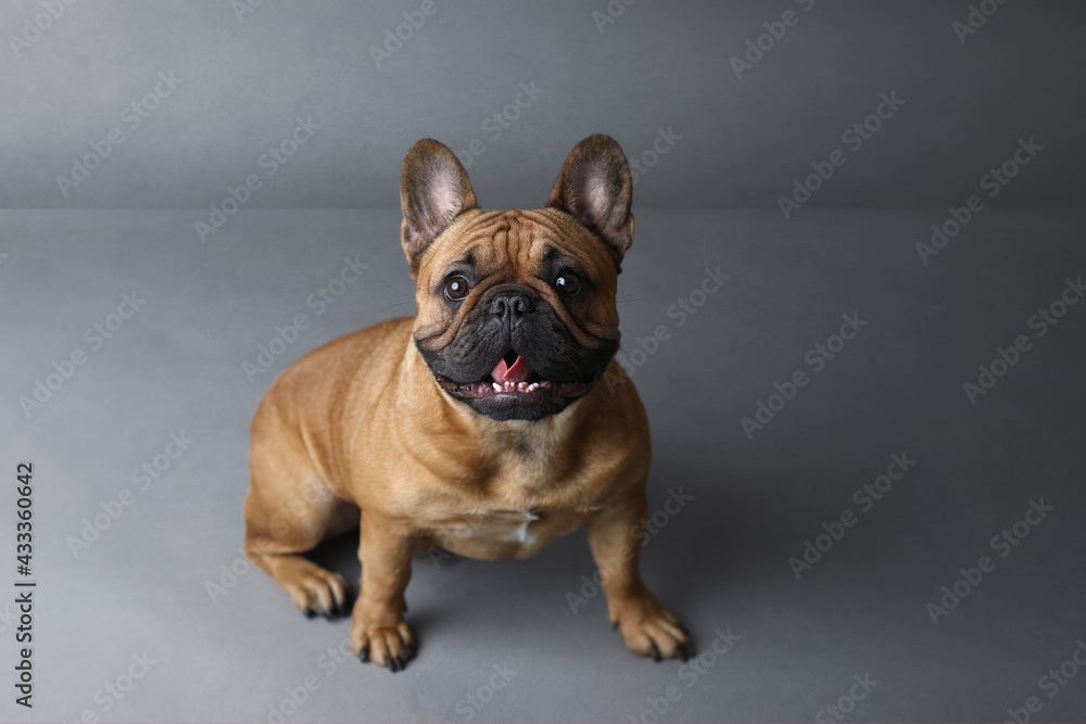 Dog French Bulldog on gray background in studio