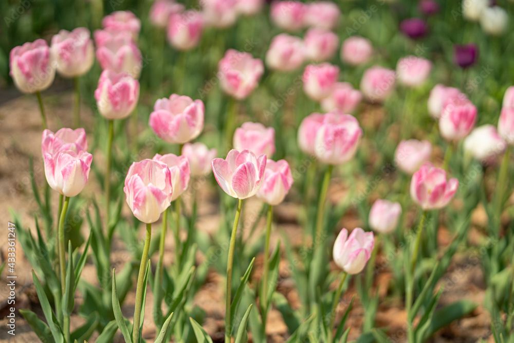 Obraz premium colorful tulips in the park during the Spring season