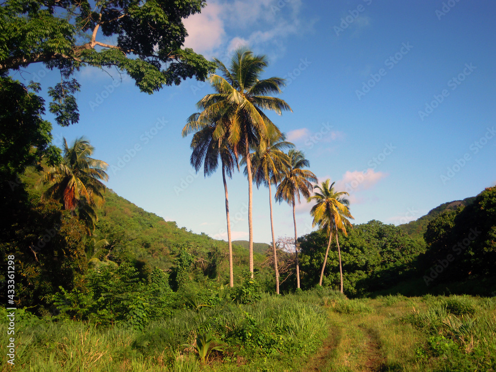 March of Palms, Christian Valley, Antigua