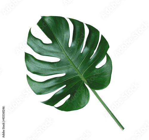 Monstera green leaf on white background. There are clipping paths for the designs and decoration 