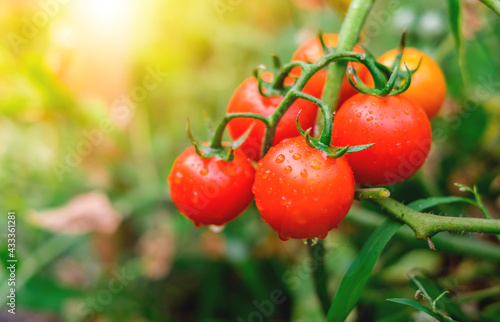 Ripe red tomatoes are on the green foliage background, hanging on the vine of a tomato tree in the garden.