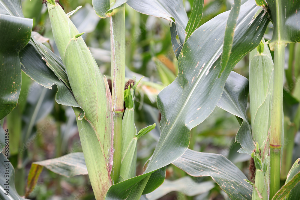 Healthy rows of fresh corn growing in field in Queensland, Australia