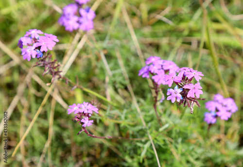 Field of beautiful wild flowers surrounded by native grass in Queensland, Australia countryside