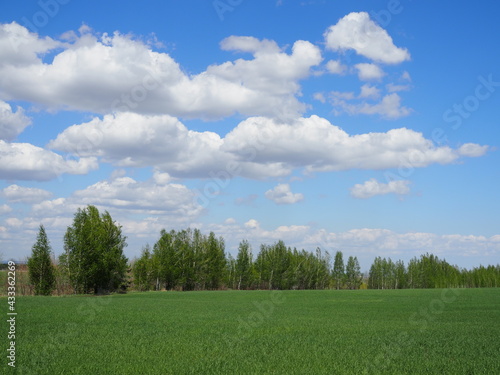 spring landscape with a view of a green field, a forest belt and a bright blue sky with clouds