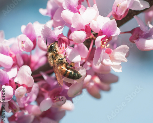 bee on pink flower