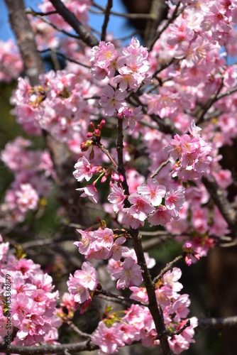 Cherry blossom in Taipei, Taiwan