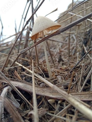 Umbrella mushroom blooms in jungle photo