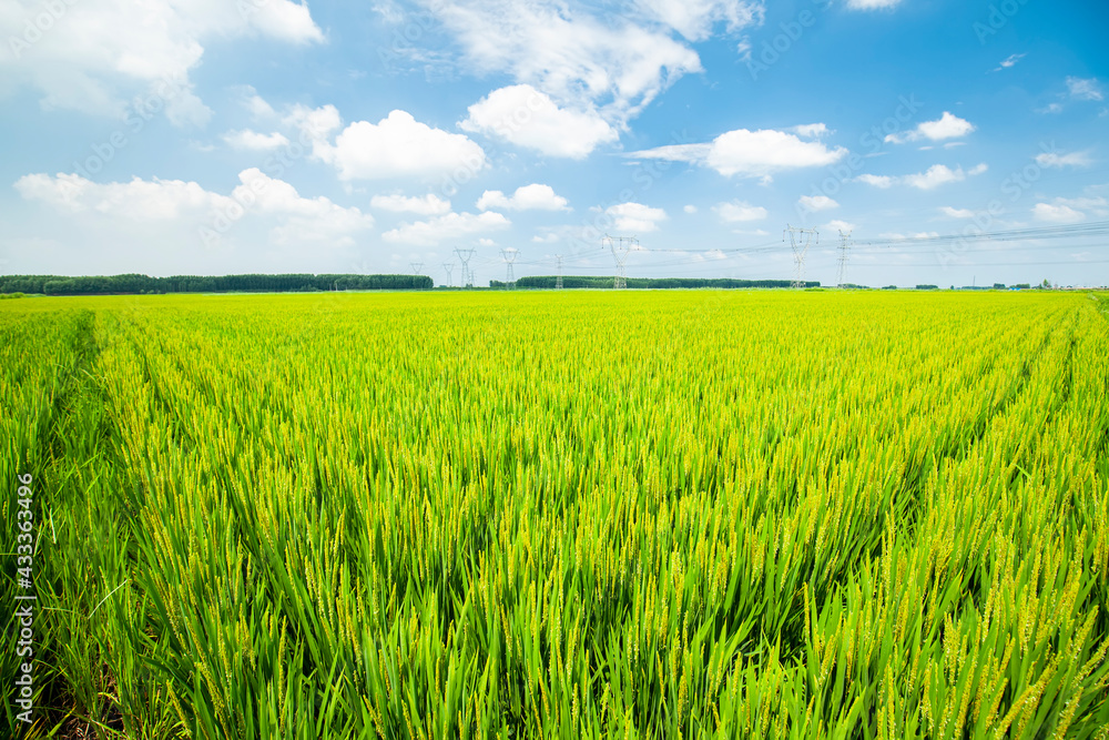 The rice field is under the blue sky The rice field is under the blue sky