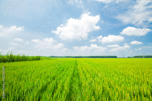 The rice field is under the blue sky © zhengzaishanchu