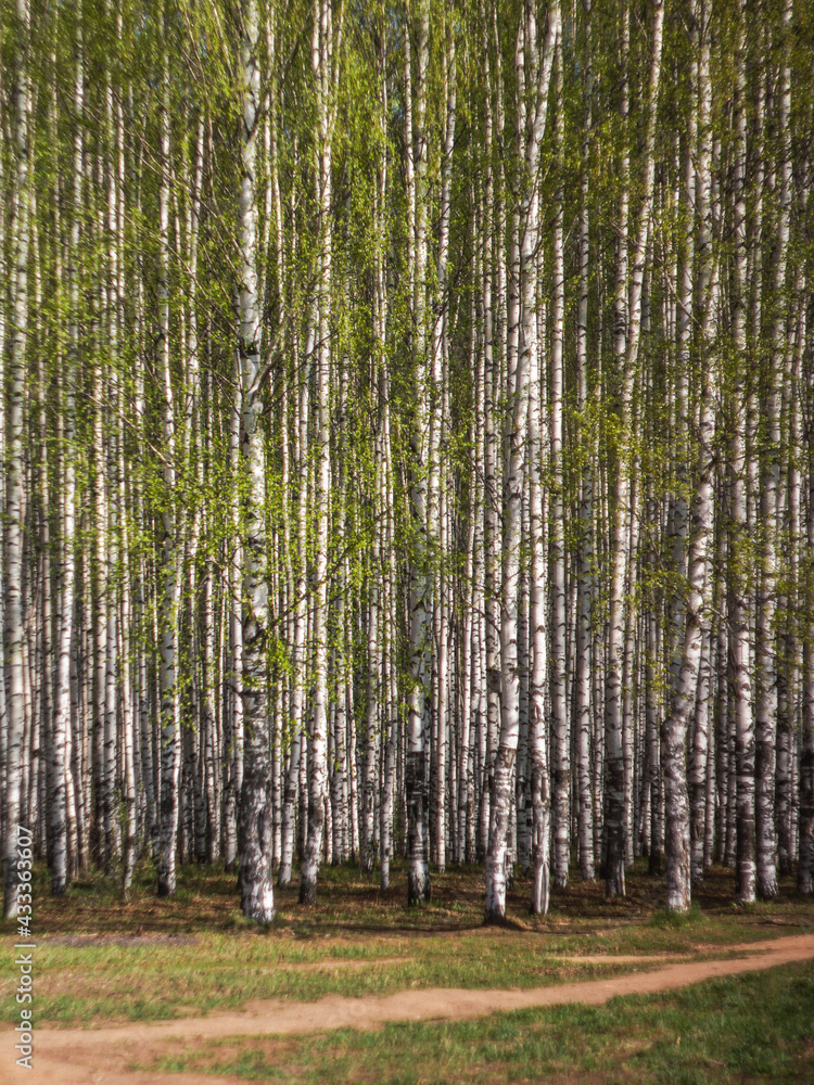 Obraz premium pine forest in spring