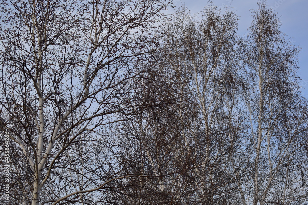 Birch branches in early spring against the background of the sunset sky. Birch branches in early spring against the background of the sunset sky.