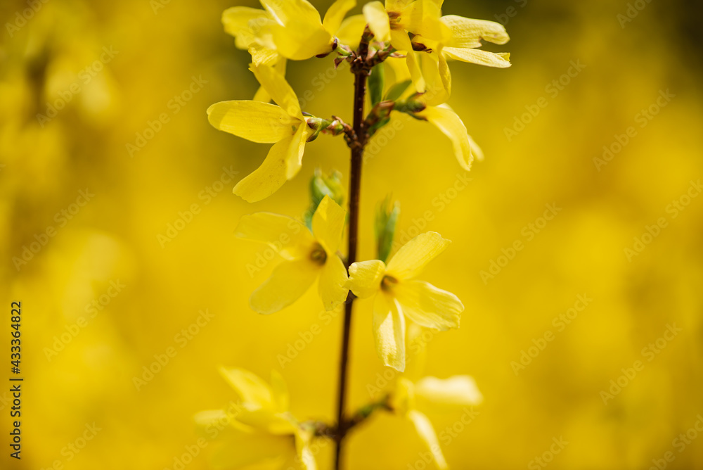 forsythia in the spring garden forsythia in the spring garden