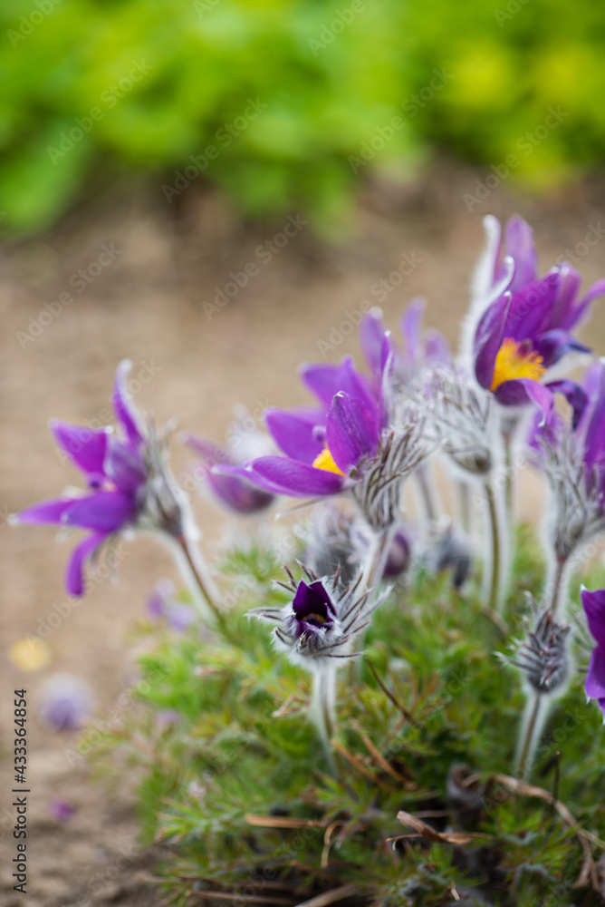 Fototapeta premium pasque-flower in the spring garden