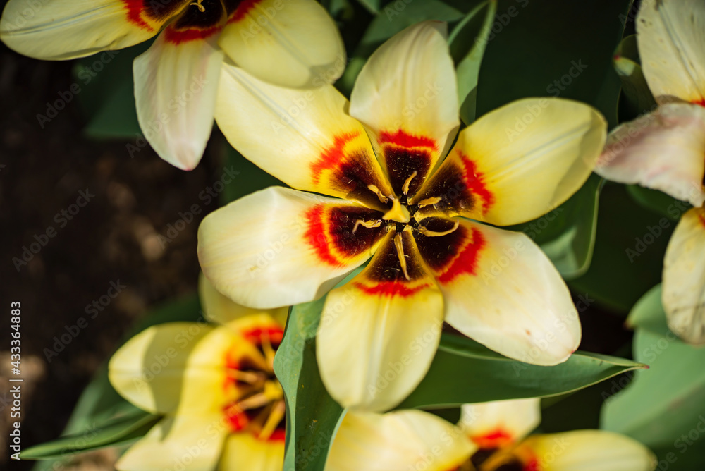 Fototapeta premium tulips in the spring garden