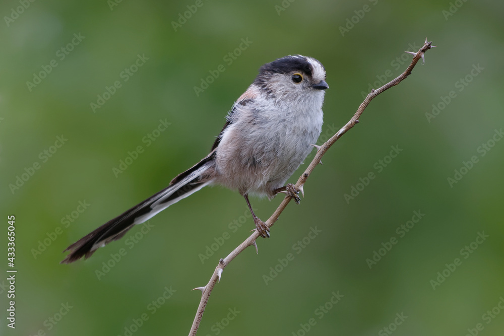 Fototapeta premium Long-tailed Tit (Aegithalos caudatus) on a branch