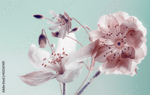 Fototapeta Naklejka Na Ścianę i Meble -  spring flowers . buds closeup, white petals.