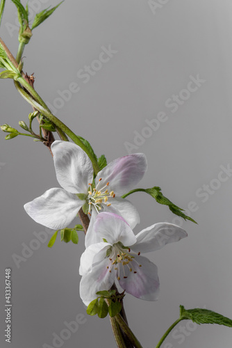branch with flowers of apple. Gray background. studio photo.