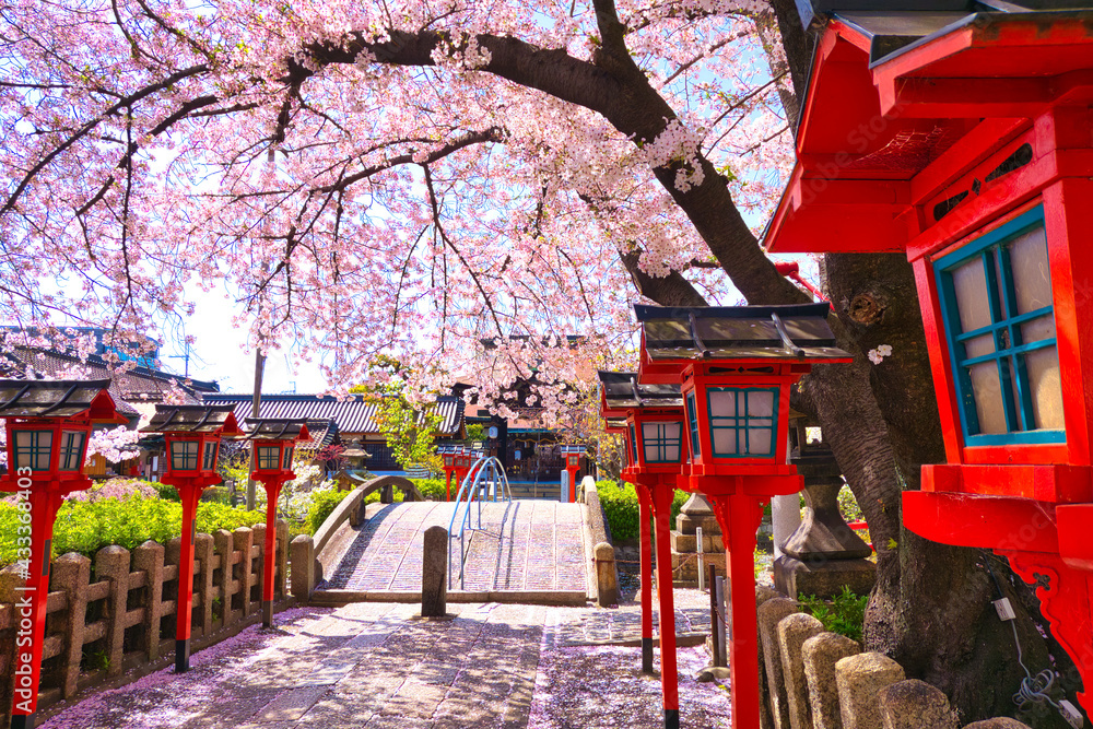 Fototapeta premium 京都、六孫王神社の満開の桜