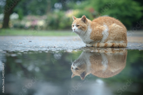 水たまりの前で