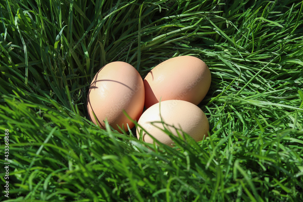 Three eggs from free range hens in green grass. Three eggs from free range hens in green grass.