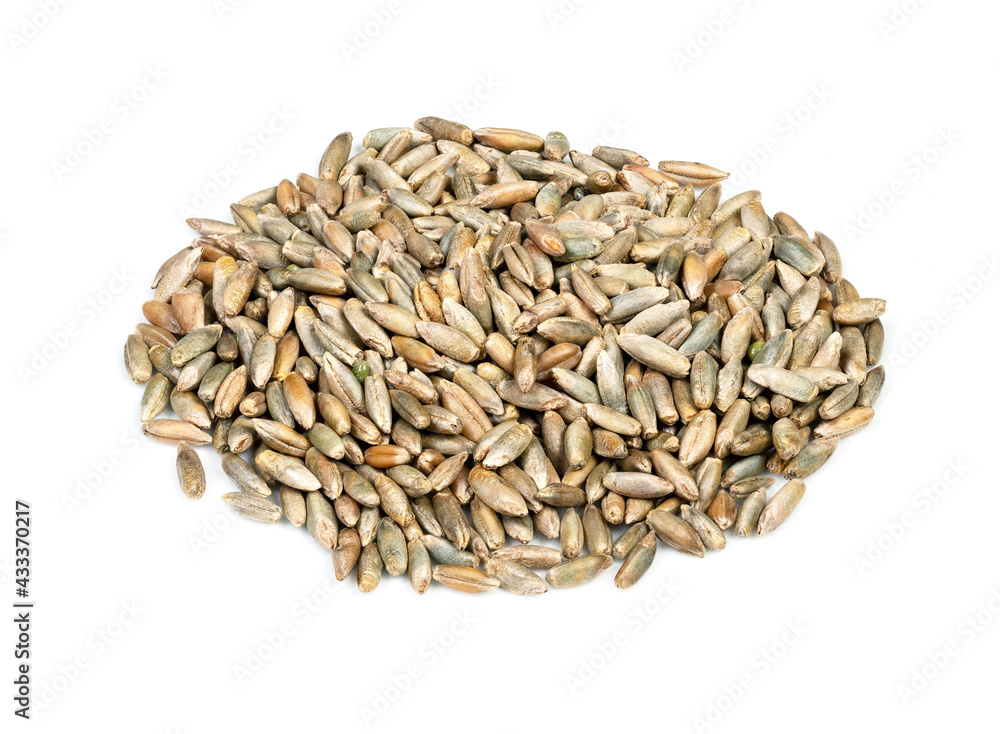 handful of husked rye grains closeup on white handful of husked rye grains closeup on white