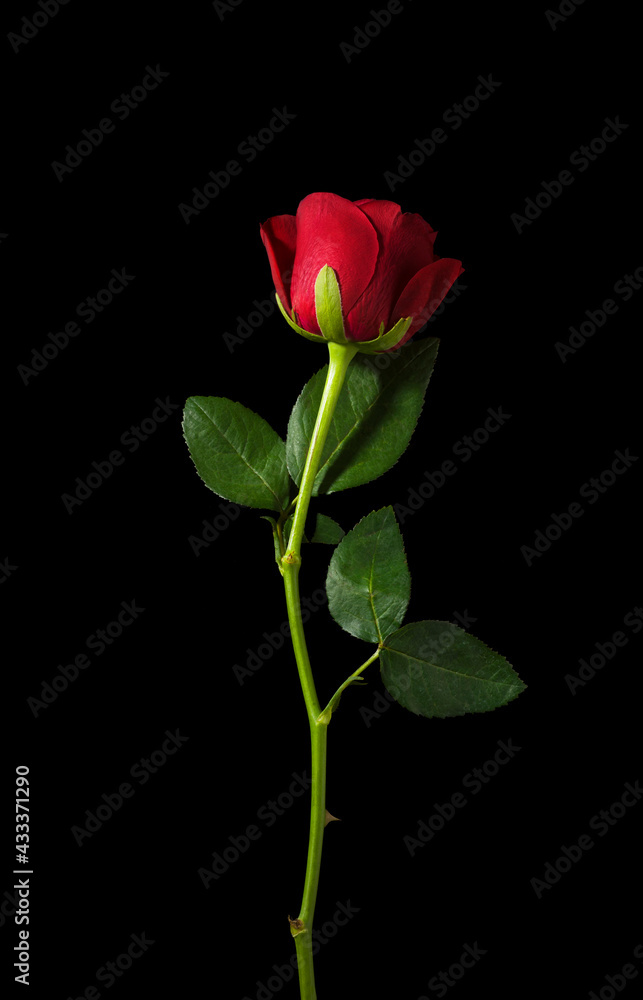 studio shot red rose isolated on black background red rose with stem and leaf studio shot red rose isolated on black background red rose with stem and leaf