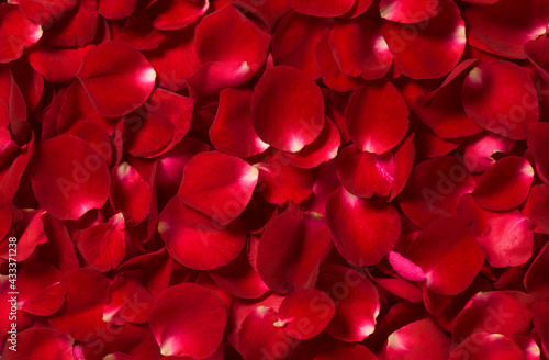 beautiful red rose petals background 